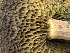 Xerocomellus salicicola