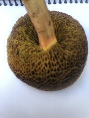 Xerocomellus salicicola