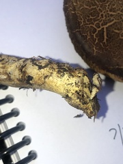 Xerocomellus salicicola