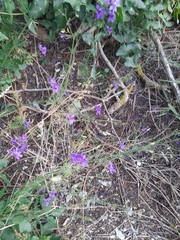 Delphinium consolida paniculatum