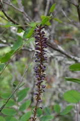 Amorpha glabra