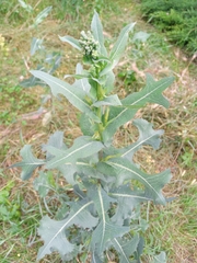 Lactuca serriola