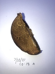 Xerocomellus salicicola