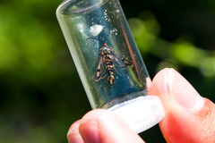 Chamaesphecia dumonti