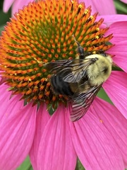 Bombus griseocollis