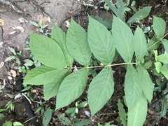 Callicarpa rubella
