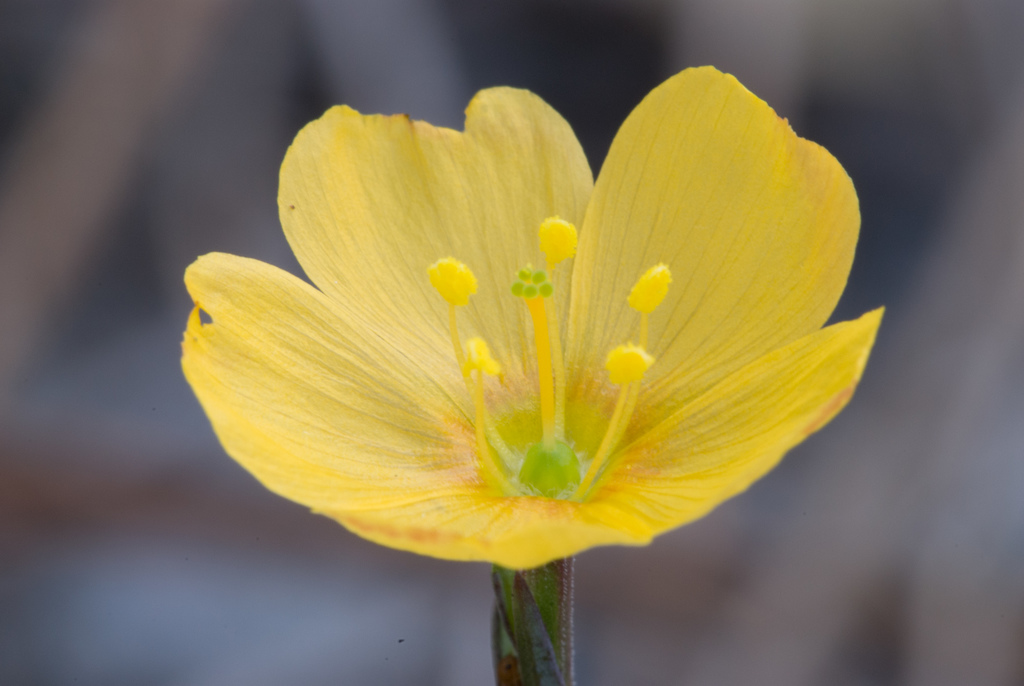 Carter's flax