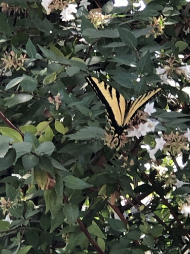 photo of Western Tiger Swallowtail (Papilio rutulus)