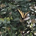 photo of Western Tiger Swallowtail (Papilio rutulus)