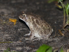 Sclerophrys regularis