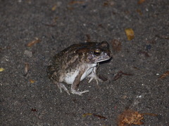 Sclerophrys regularis