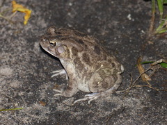 Sclerophrys regularis
