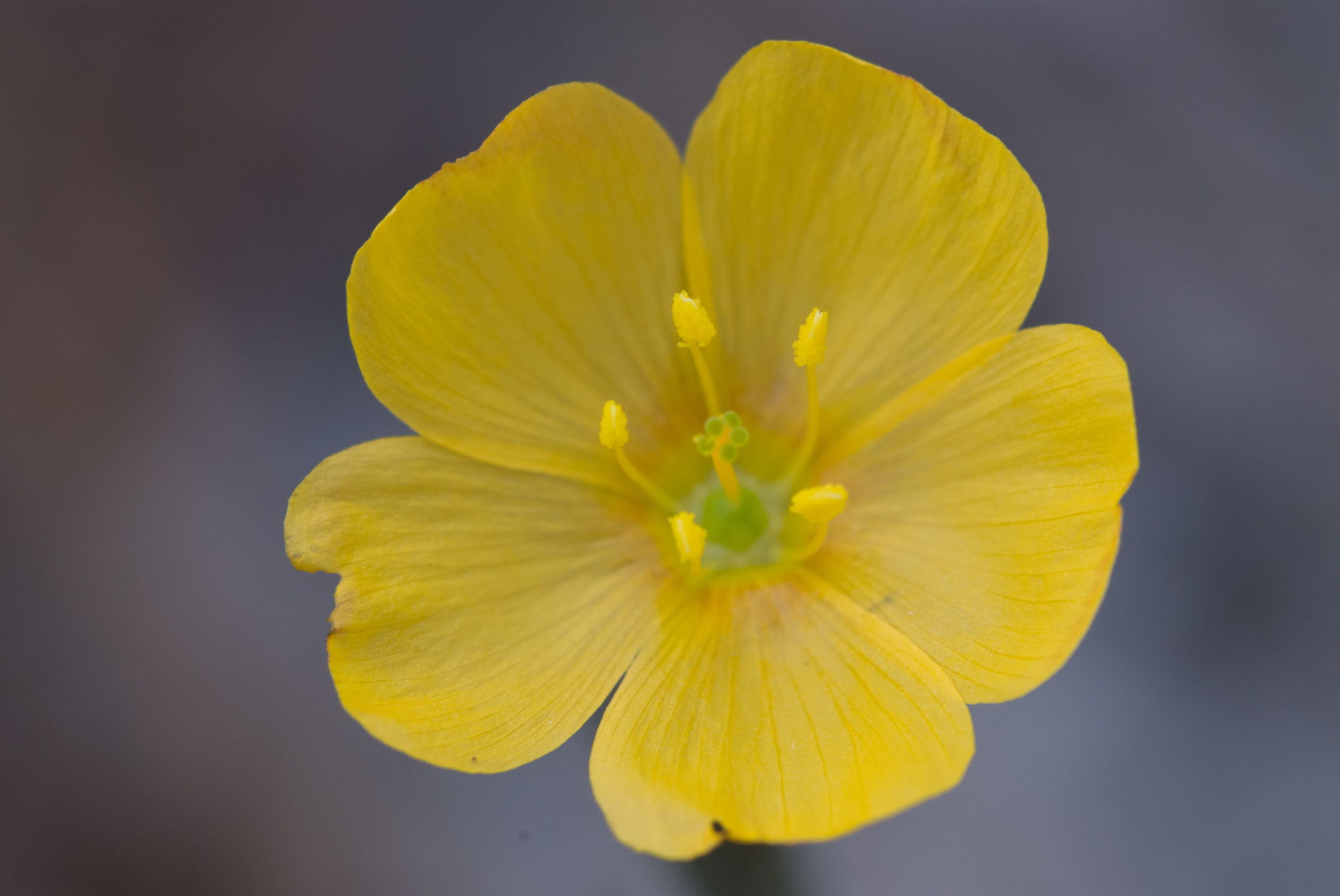 Linum carteri var. carteri