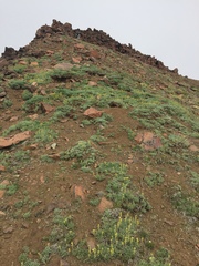 Artemisia hyperborea