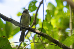 Cnemotriccus fuscatus