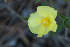 Cienfuegosia yucatanensis