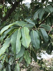 Ficus subpisocarpa