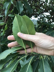 Ficus subpisocarpa