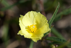 Cienfuegosia yucatanensis