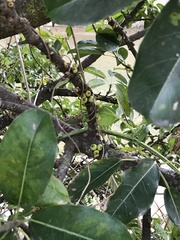 Ficus subpisocarpa