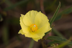 Cienfuegosia yucatanensis