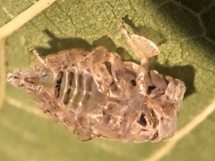 Hebetica sylviae