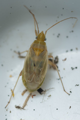 Amblytylus nasutus