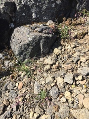 Boechera drepanoloba