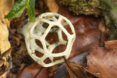 Clathrus chrysomycelinus