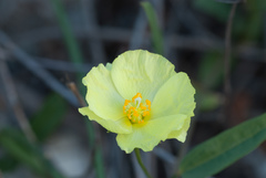 Cienfuegosia yucatanensis