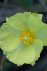 Cienfuegosia yucatanensis