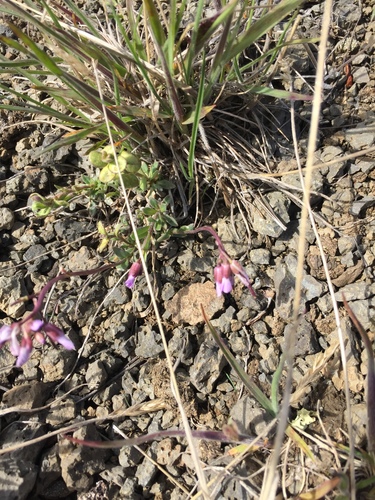 Soldier Rockcress (Boechera drepanoloba)