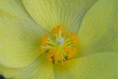 Cienfuegosia yucatanensis