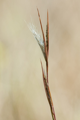 Andropogon longiberbis