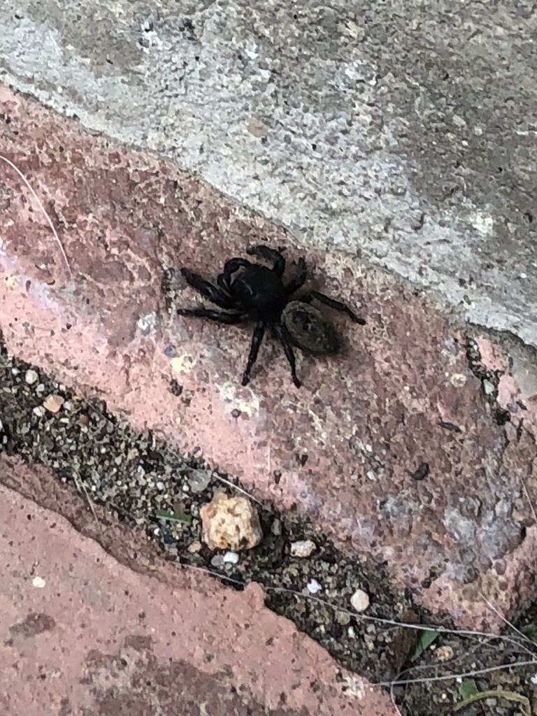 Phidippus olympus
