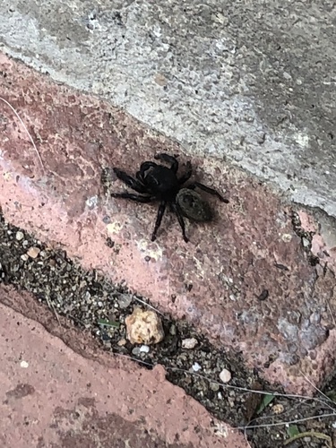 Phidippus olympus