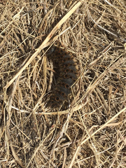 Hemileuca eglanterina