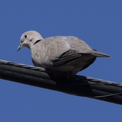 Streptopelia decaocto