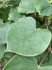 Cercis canadensis