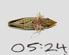 Draeculacephala antica