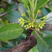 Rhamnus crenulata - Photo (c) Daniel Cahen, some rights reserved (CC BY), uploaded by Daniel Cahen