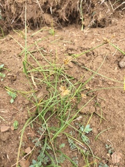 Carex incurviformis