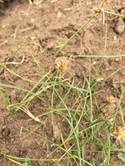 Carex incurviformis