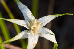 Rhynchospora floridensis