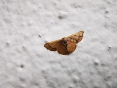 Idaea kendallaria