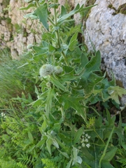 Cirsium laniflorum