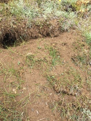 Carex incurviformis