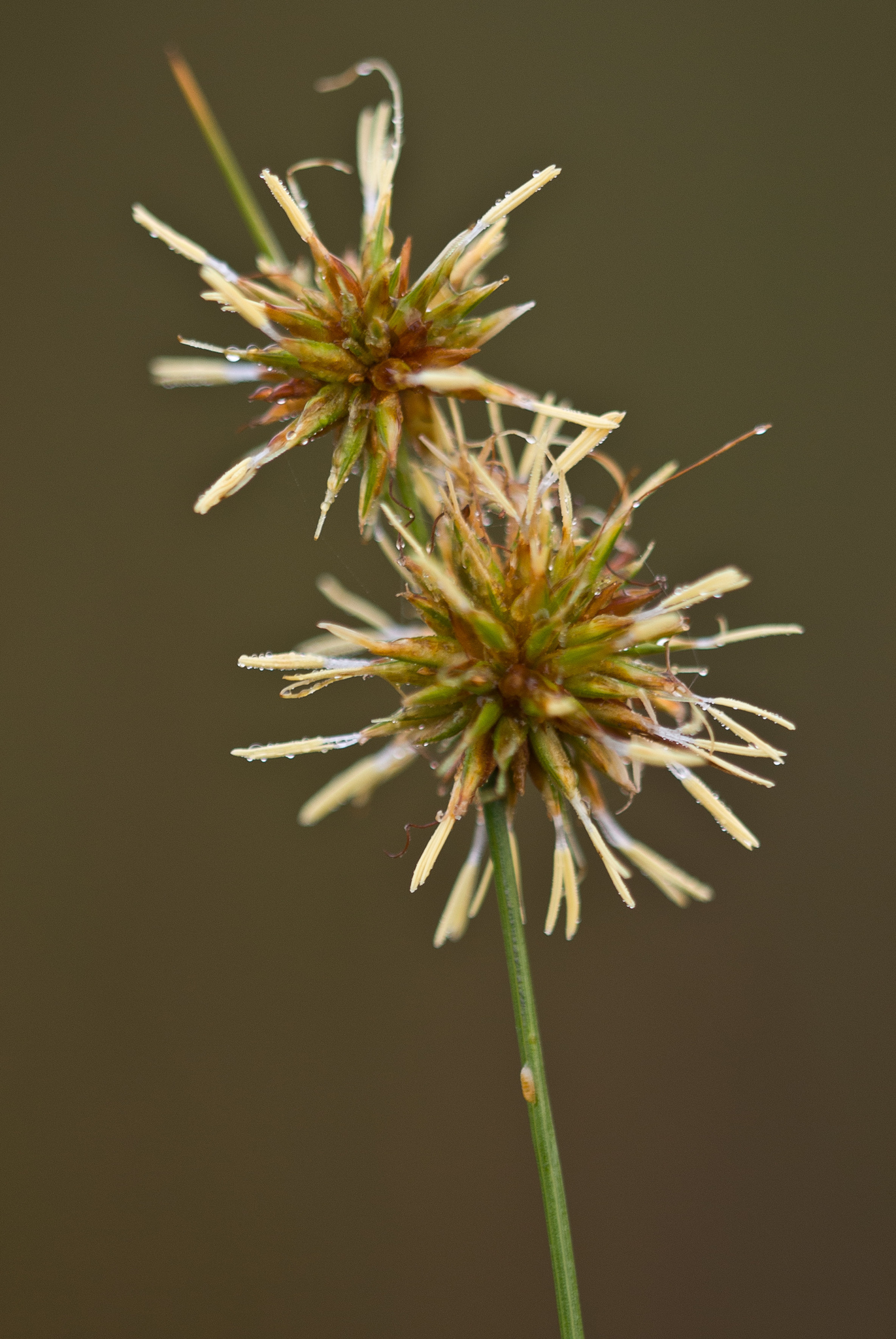 Rhynchospora tracyi