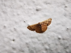 Idaea kendallaria