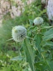 Cirsium laniflorum
